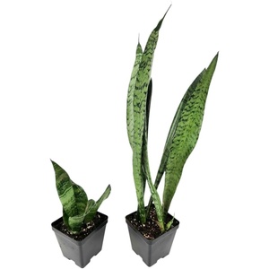 image:imageJoshs Frogs Sansevieria spp Snake Plant  Growers Choice 4 Pot4 Pot