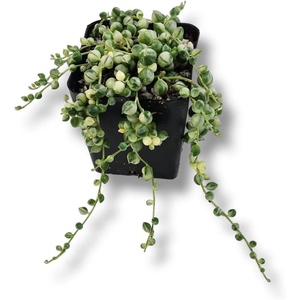 image:imageJoshs Frogs Senecio rowleyanus  String of Pearls VariegatedVariegated