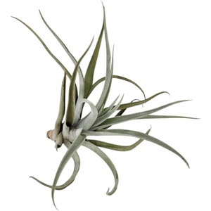 image:imageJoshs Frogs Tillandsia Air Plant  Growers Choice 26 inches