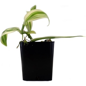 image:imageJoshs Frogs Vanilla planifolia  Vanilla Orchid Super VariegatedSuper Variegated
