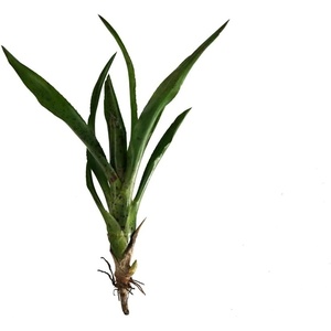image:imageNeoregelia Cheers Bromeliad