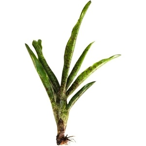 image:imageNeoregelia Red Dot Bromeliad