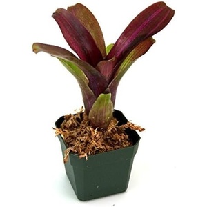 image:imageNeoregelia Zoe Bromeliad