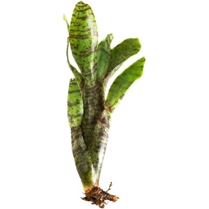 image:imageNeoregelia ampullacea San Diego WBC 94 Bromeliad