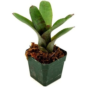 image:imageNeoregelia smithii Bromeliad