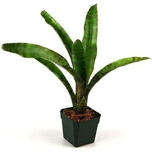 image:imageNeoregelia zonata Bromeliad