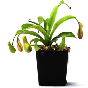 image:imageNepenthes Alata Pitcher Plant