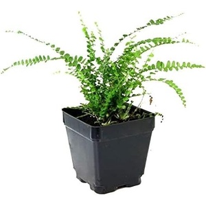 image:imageNephrolepsis cordifolia Lemon Button Fern