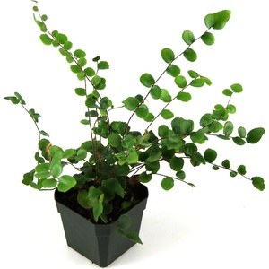 image:imagePellaea rotundifolia Button Fern
