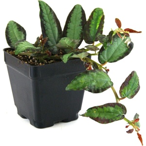image:imagePellionia repens