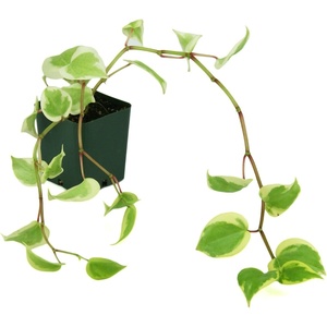 image:imagePeperomia scandens Variegata