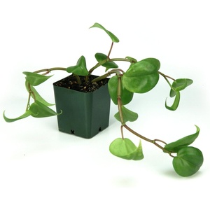 image:imagePeperomia trinervulaGreen