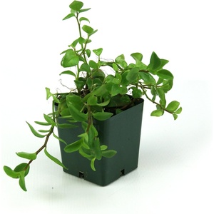 image:imagePeperomia trinervulaWhite