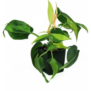 image:imagePhilodendron cordatum Brasil