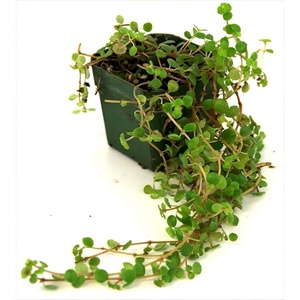 image:imagePilea Tiny Tears
