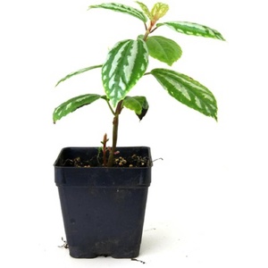 image:imagePilea cadierei Aluminum
