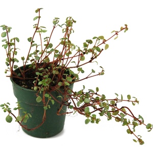 image:imagePilea glauca Red Stem Tears