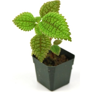 image:imagePilea involucrata Moon Valley