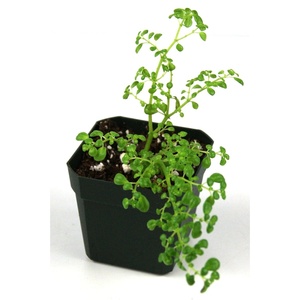 image:imagePilea microphylla Artillery