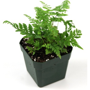 image:imagePolystichum tsussimense Korean Rock Fern