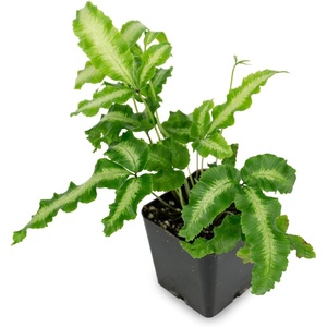 image:imagePteris cretica AlboLineata  Silver Ribbon Fern