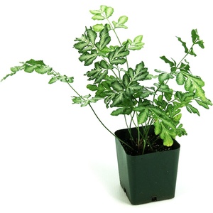 image:imagePteris ensiformis Evergemiensis  Variegated Brake Fern