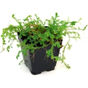 image:imageSelaginella Uncinata Peacock Spikemoss