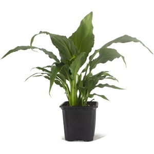 image:imageSpathiphyllum Growers Choice