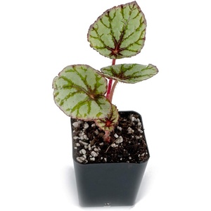 image:imageSprig amp Stone Begonia Fedor