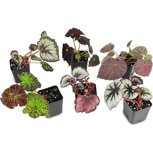 image:imageSprig amp Stone Begonia Single Plant1 Plant