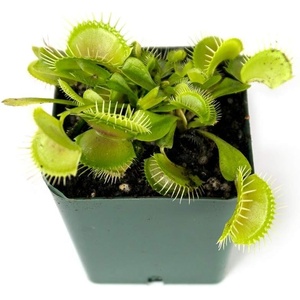 image:imageSprig amp Stone Carnivorous Plant Dionaea muscipula Venus Fly Trap