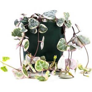 image:imageSprig amp Stone Ceropegia woodii variegata Variegated String of Hearts
