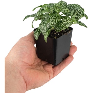 image:imageSprig amp Stone Fittonia albivenis Mini White  Nerve Plant