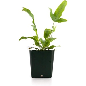 image:imageSprig amp Stone Live Mini Ferns Terrarium Plants Blue StarBlue Star