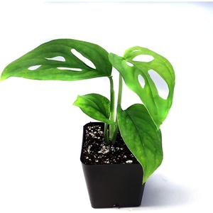 image:imageSprig amp Stone Monstera adansonii syn friedrichsthalii Swiss Cheese Vine