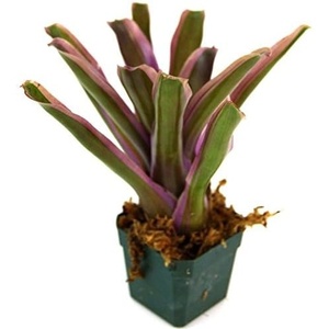 image:imageSprig amp Stone Neoregelia Donger Bromeliad