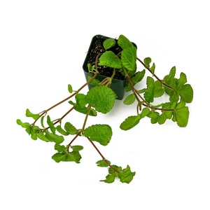 image:imageSprig amp Stone Pilea nummulariifolia Creeping Charlie