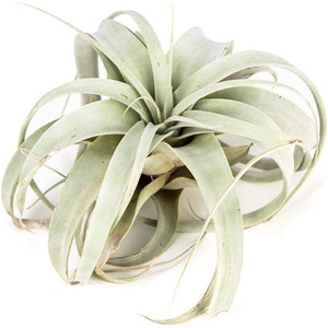 image:imageSprig amp Stone Tillandsia xerographica Large