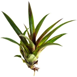 image:imageSprig amp Stone Vriesea corcovadensis Bromeliad
