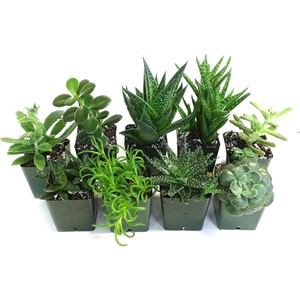 image:imageSucculent Bundle 5Pack Growers Choice1 Plant