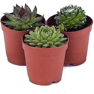 image:imageSucculent Bundle 5Pack Growers Choice3 Plants