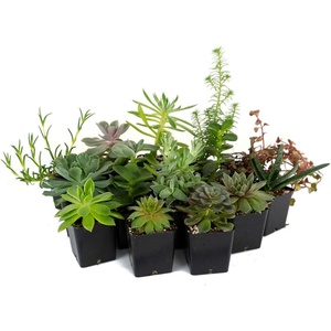 image:imageSucculent Bundle 5Pack Growers Choice5 Plants
