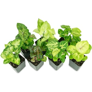 image:imageSyngonium Growers ChoiceGrowers Choice