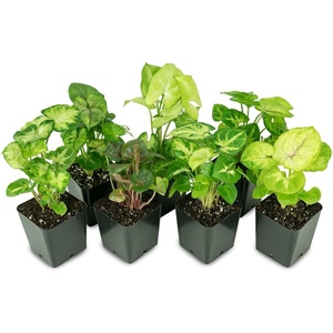 image:imageSyngonium Plant Arrowhead Plant 3Pack Bundle