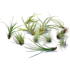 image:imageTillandsia Air Plant Bundle  3 Plant Variety Bundle 26