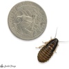 image:imageDwarf Hissing Cockroach Elliptorhina chopardi  10 Count