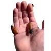image:imageDwarf Hissing Cockroach Elliptorhina chopardi  10 Count