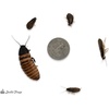 image:imageDwarf Hissing Cockroach Elliptorhina chopardi  10 Count