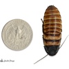 image:imageDwarf Hissing Cockroach Elliptorhina chopardi  10 Count