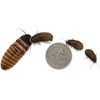 image:imageDwarf Hissing Cockroach Elliptorhina chopardi  10 Count